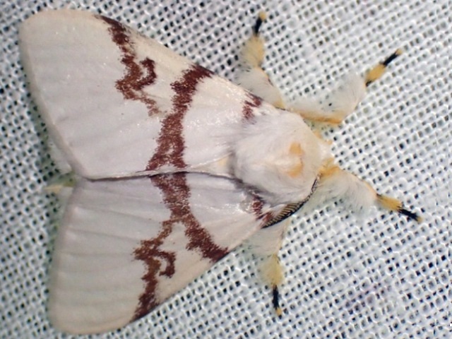 Lymantica castaneostriata